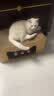 萌嘟星宠 猫抓板猫窝猫玩具猫沙发别墅立式带小球磨爪猫咪用品 猫耳朵款 实拍图