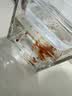 醇粹黑标生骨肉冻干猫粮 全价无谷鸡肉成猫幼猫通用粮5kg 实拍图