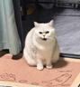 麦富迪猫粮 超肉粒冻干双拼成猫粮美毛护肠三文鱼10kg/20斤【宠物金选】 实拍图