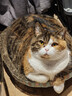 麦富迪猫粮 超肉粒冻干双拼成猫粮美毛护肠胃 三文鱼2kg 实拍图