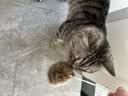 HELLOJOY猫玩具天然兔毛球猫薄荷丰容玩具小猫逗猫棒猫咪玩具自嗨解闷神器 实拍图