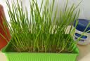 VETWISH唯特适羊奶粉狗狗0乳糖低敏宠物幼犬猫咪幼猫奶粉常温速溶200g 实拍图