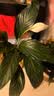 植男植女白掌盆栽花卉植物室内绿植好养净化空气源头直发 实拍图