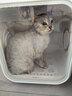 霍曼宠物烘干箱Pro 猫咪吹风机狗狗自动吹干箱底部出风快速烘干更安静 实拍图