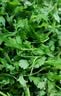 艾草新鲜食用蔬菜现摘清明草粑粑青团3斤顺丰艾叶新鲜艾草叶 【顺丰快递】 1000g 实拍图