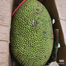 晟容果蔬菠萝蜜整个当季新鲜水果应季热带海南黄肉菠萝蜜非红肉送礼 20-25斤【家庭装-吃货分享】 50年老树果丨老农严选 实拍图