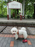 小熊（Bear）【价保618】全玻璃养生壶 纯玻璃多功能恒温烧水壶煮水壶 办公室轻音炖煮茶壶 1L YSH-J10D1 实拍图