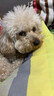 宝路狗粮全犬种通用全价粮成犬狗粮中小型犬牛肉味7.5kg【原料透明】 实拍图