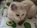 宠非凡兔肉猫粮烘焙粮2.5斤 高蛋白无谷鲜肉天然低温烘焙粮猫粮成猫幼猫 实拍图