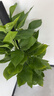 京东绿植大叶绿萝柱盆栽大型绿植办公室绿箩除甲醛净化空气螺纹盆源头直发 实拍图