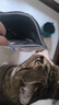 皇家室内成猫粮 I27 通用粮 12月以上 2KG 实拍图