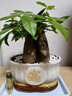花翁大盆三杆发财树绿植盆栽招财植物办公室内开业盆景金钱树源头直发 实拍图