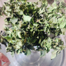 花翁栀子花盆栽四季开花卉大全树苗室内绿植好养易活茉莉花源头直发 实拍图