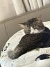 弗列加特 98%高含肉量 猫罐头 FPMR生骨肉猫湿粮 鲜鸡肉幼猫主食罐头95g 实拍图