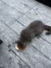 伟嘉主食猫罐头软包 猫主食餐包湿粮 进口成猫妙鲜包85g*24混合味 实拍图