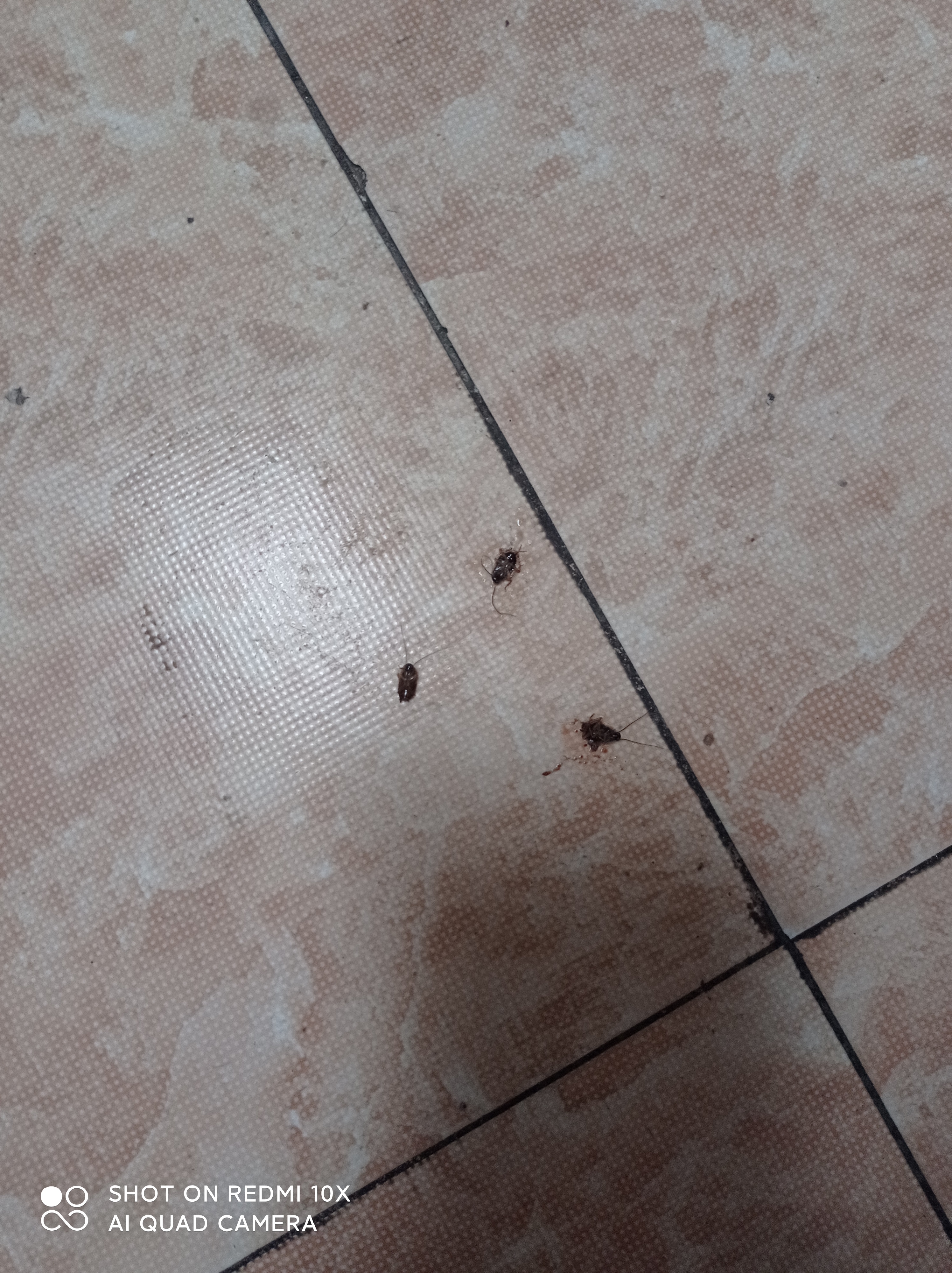 地依猫蟑螂药特效强力全窝端虫卵双杀除灭防杀蟑螂屋盒胶饵剂神器 实拍图