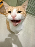 红狗营养膏猫咪狗狗营养膏宠物幼犬猫营养补充剂乳铁蛋白维生素120g*3 实拍图
