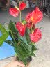 叹为观止18种吊兰任你选金边吊兰各种盆栽花卉客厅垂吊桌面植物净化空气 特级红掌【陶瓷盆】 含盆 实拍图
