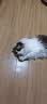 欢宠网猫玩具猫咪磨牙棒(6件套)逗猫自嗨解闷神器猫薄荷球猫猫小猫宠物 实拍图