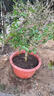 史丹利大块椰砖4.5KG 营养土椰糠养花通用型花土椰壳种菜专用脱盐椰子土 实拍图