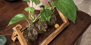 京东鲜花轻奢玻璃花瓶木架水培绿萝容器轻奢高档客厅餐桌绿植桌面小众摆件 实拍图