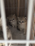 麦富迪猫罐头 barf霸弗主食猫罐头猫咪零食湿粮成猫呵护泌尿100g*12罐 实拍图