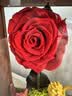 RoseBox生日礼物永生花小王子玫瑰花结婚纪念日新婚送女朋友新娘高级实用 实拍图