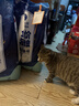 雷米高（RAMICAL）澳丽得海洋鱼味猫粮海洋鱼味成猫幼猫粮猫粮 10kg*2袋 实拍图