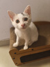 多特思羊奶系列猫罐头6罐主食全价幼猫成长奶糕鸡肉罐头浓汤湿粮猫饭 实拍图