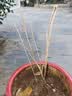 丁香花树苗浓香型四季开花植物南北方室内外庭院盆栽花卉大全耐寒 12年苗两颗-种48天开花/多彩丁香 实拍图
