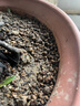 史丹利（STANLEY）多菌灵花药多菌菌灵杀菌剂花卉百菌清白粉兰花黑斑病专用药50g 实拍图