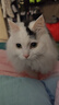 Orijen渴望猫粮 成猫幼猫粮 全价通用原味鸡肉进口5.4kg【临期】26/7 实拍图