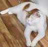 力狼猫粮 成猫幼猫通用型天然粮 【进阶护胃-尝鲜】鲜肉冻干双拼1.5kg 实拍图