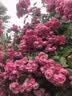 花花公子（PLAYBOY）皮带男士真皮自动扣腰带牛皮裤带中青年生日礼物送男友爸爸礼盒装 【商务特惠款】 实拍图
