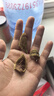 楼兰蜜语无添加无花果干100g 0硫熏0漂白滋补孕妇威海特产零食水果干 实拍图