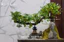 瀚林怡景端午父亲节礼物小叶雀梅盆景山水假山植物树桩造型老桩绿植盆栽 山水盆景（椭圆盆）雀梅 实拍图