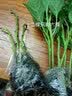 寿禾 广西七彩辣椒种子六彩观赏泡椒辣椒五彩盆栽夏秋季蔬菜菜籽 七彩辣椒苗 12棵 实拍图