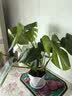 雅致40-50cm龟背竹花卉盆栽客厅绿植室内好养办公室桌面摆件源头直发 实拍图