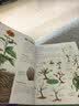 中国儿童植物百科全书 精装正版 小学生植物图鉴大全 6-12岁花草树木科普 少儿自然观察启蒙课外书  实拍图