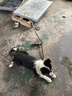 加仕高P链狗绳宠物狗狗牵引绳中大型犬16mm防爆冲遛链子项圈1.8米用品 实拍图
