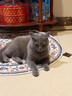 皇家猫粮 成猫猫粮 去毛球 IH34 通用粮 12月以上 2KG 实拍图