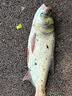 老G巨物方块饵料鲢鳙大头抛竿鱼饵酸臭草莓方块饼爆炸钩鱼料土鲮花生 酸臭鲢鳙(主攻鲢鳙草) 实拍图