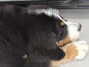 多尼斯（DOGNESS）防挣脱反光 锌合金材质 中大型犬 柴犬 遛狗绳 红L 夜间遛狗安全 实拍图