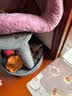 兽牌拱桥剑麻猫抓板不掉屑立式猫爬架猫磨爪猫玩具猫窝冬季保暖带垫子 亚麻灰【弧形剑麻抓板】 实拍图