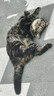 喔喔（WOWO）全价猫粮 经典大蓝包冻干三鲜成猫通用猫干粮囤货装 鳕鱼虾9kg 实拍图