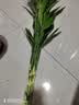 沭之美富贵竹水培客厅绿植招财旺宅花卉植物水养常青竹子文昌竹源头直发 实拍图