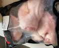 双汇猪小蹄膀净重3斤冷冻猪蹄膀猪肘子切块猪肉酱卤蹄髈 实拍图
