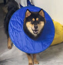狗狗伊丽莎白圈加深大型犬狗狗防舔防咬项圈大号软圈柔软夏季脖套 （蓝色） XL-内圈可调节25-53cm 晒单实拍图