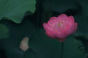 松下24-60mm F2.8全画幅微单相机标准变焦镜头（Panasonic）（S-E2460GK）L卡口 风景 肖像 特写 实拍图