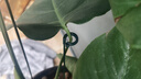 绿园匠植物防倒伏支撑杆玻纤爬藤架固定盆栽花卉护花叶花支架58厘米10支 实拍图